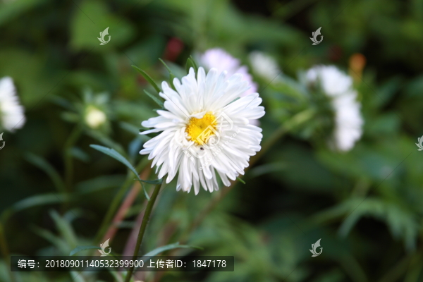 野花