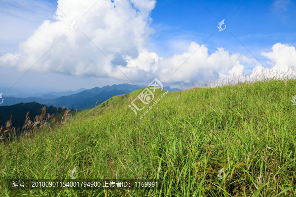 高山草場