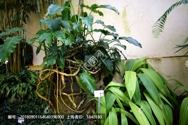 熱帶植物