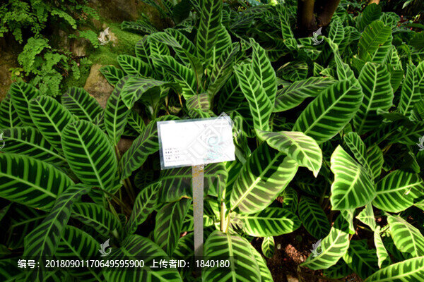 南美植物