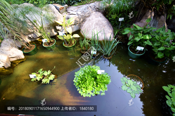 熱帶植物
