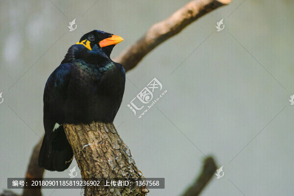 鳥