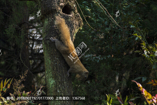 松鼠