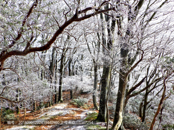 雪林