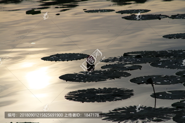 水墨浮萍