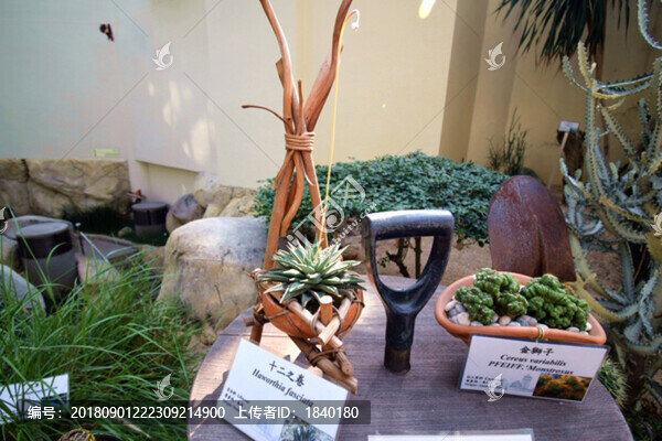 植物景致