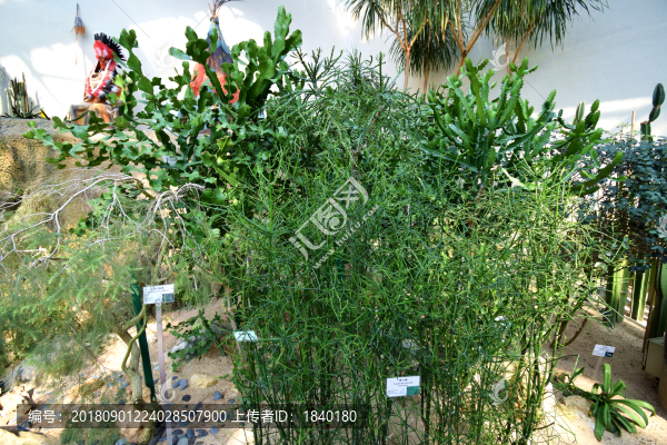 旱區(qū)植物