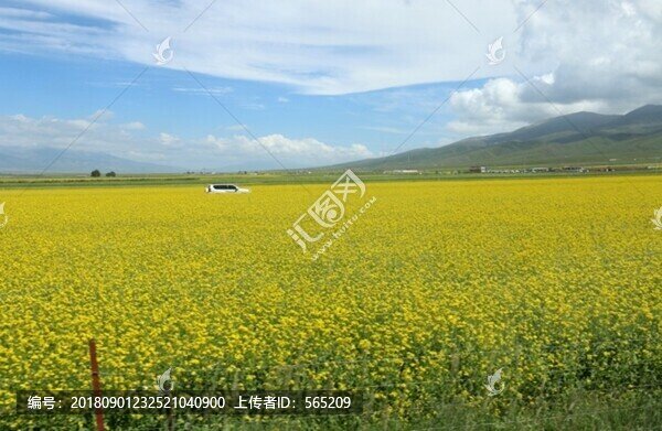 青海湖風(fēng)景