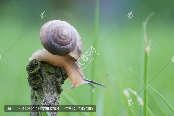 蝸牛