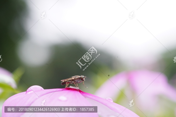 鮮花上的果蠅