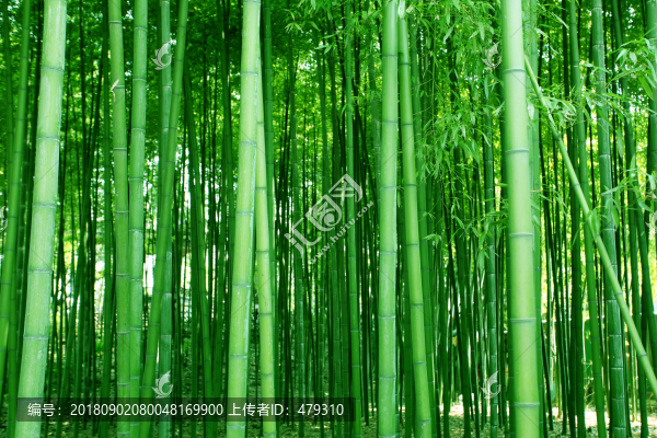 竹