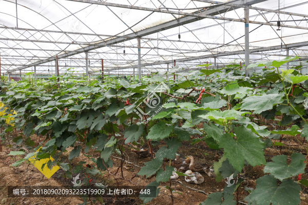 葡萄種植大棚