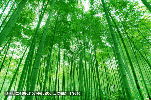 竹葉