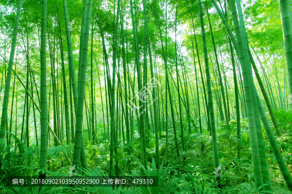 竹林