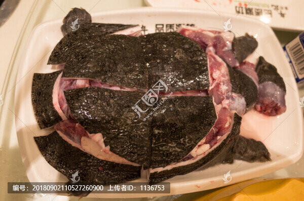 甲魚