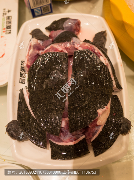 甲魚