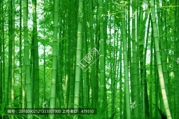 竹