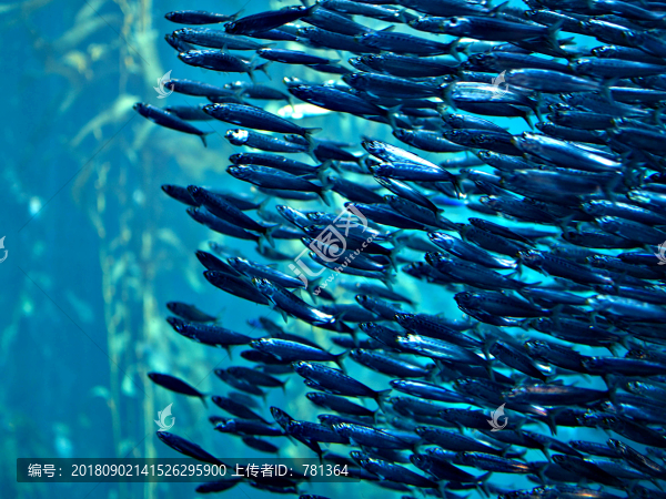 水族館