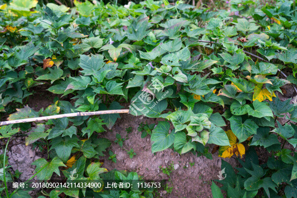 紅薯藤