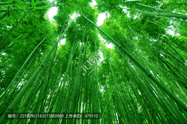 竹林