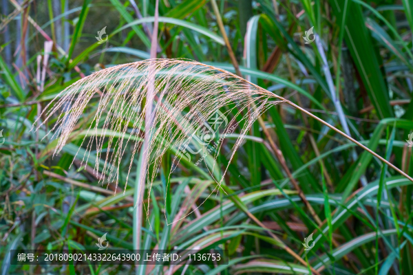 山野茅草