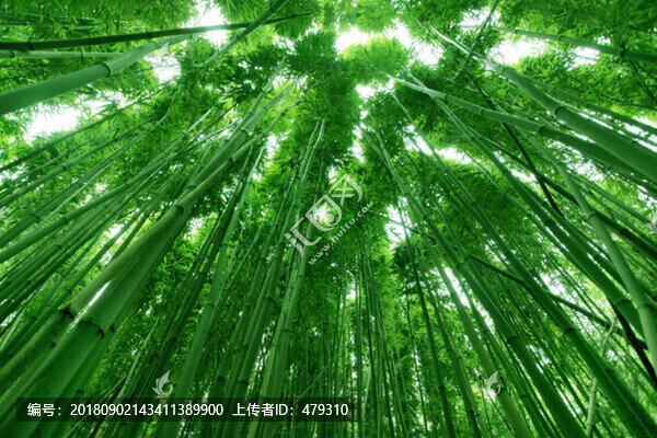 竹
