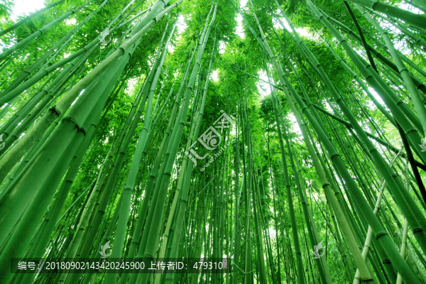 竹林