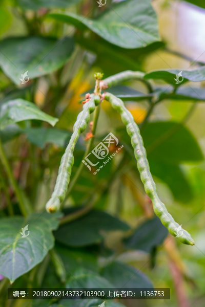 菜園豆角