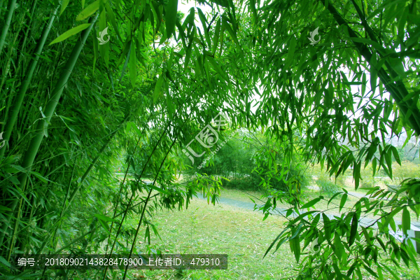 竹林
