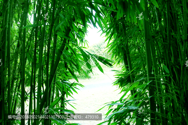 竹林