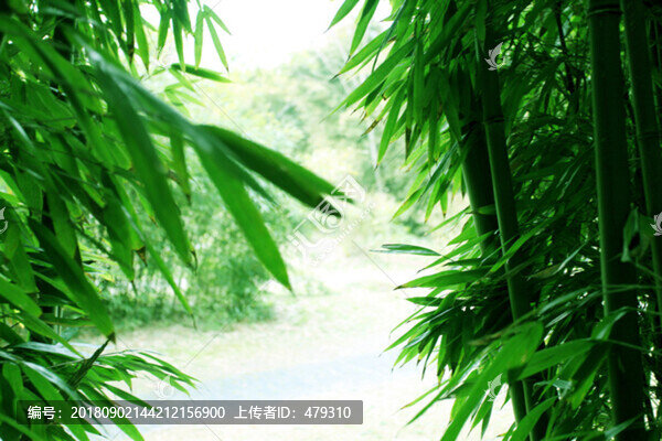 竹