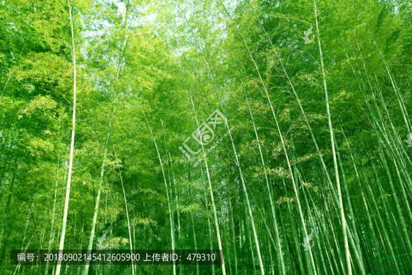 竹林