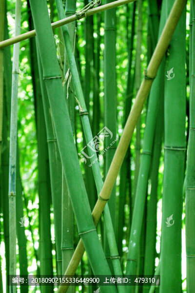 竹林