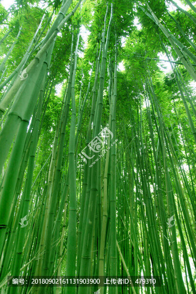 竹