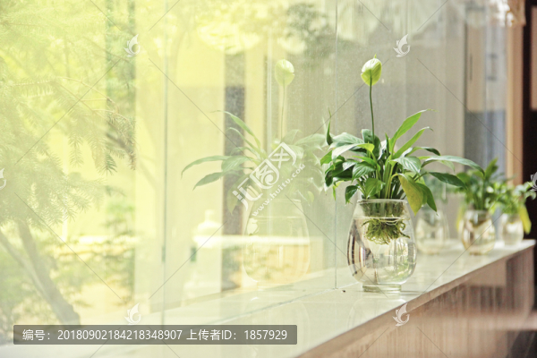 一盆花