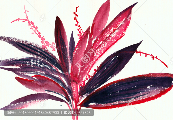 紫紅色花朵