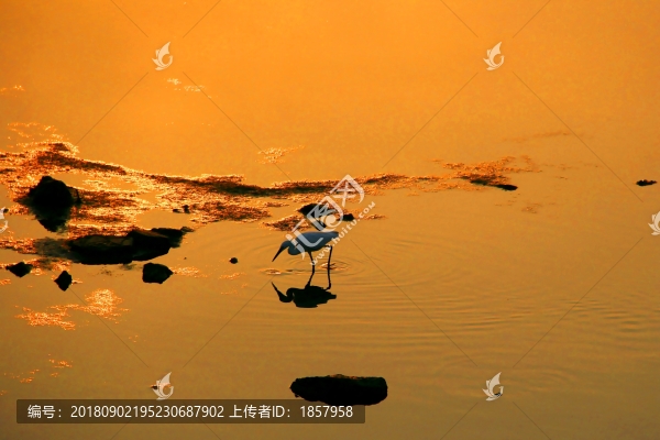 朝鷺