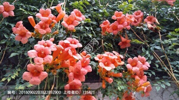 凌霄花