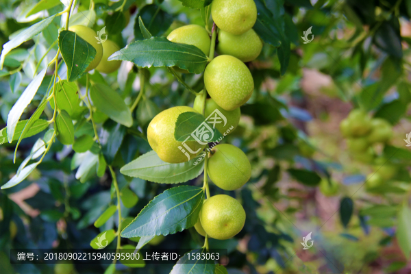 脆棗