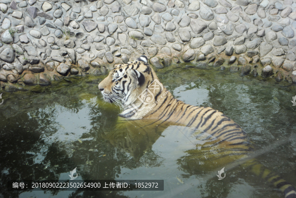 老虎