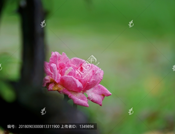 紅色玫瑰花