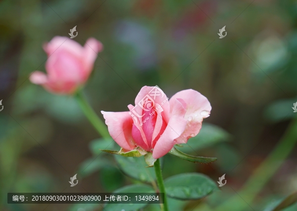 紅色玫瑰花