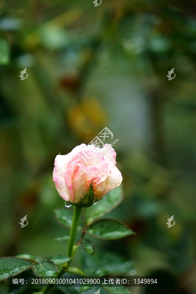 粉紅色玫瑰花