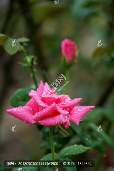 紅色玫瑰花