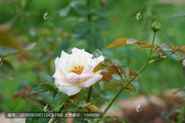 黃色玫瑰花