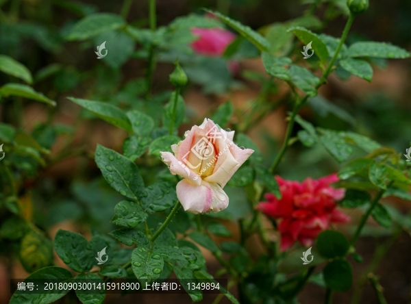 粉紅色玫瑰花