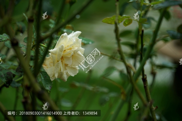黃色玫瑰花