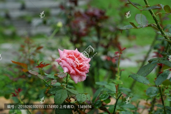 紅色玫瑰花