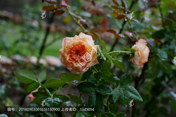 粉紅色玫瑰花