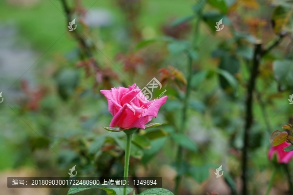 粉紅色玫瑰花